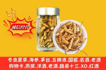 河口县回收散虫草