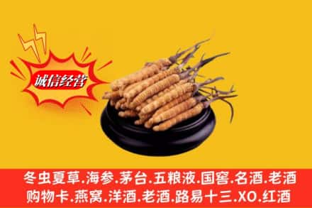 河口县名酒回收冬虫夏草.jpg